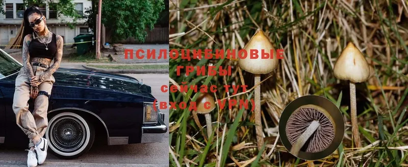 площадка формула  наркота  Осташков  Псилоцибиновые грибы Psilocybe 